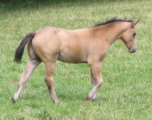 Quarter Horse cross Welsh Cob, Maverick